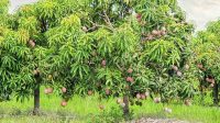 Pohon-Mangga